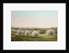 Apple Orchard, 1878 by Nelson Augustus Moore