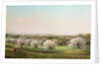 Apple Orchard, 1878 by Nelson Augustus Moore
