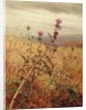 Thistle in a Field, 1875 by Fidelia Bridges