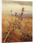 Thistle in a Field, 1875 by Fidelia Bridges