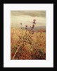 Thistle in a Field, 1875 by Fidelia Bridges
