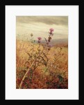 Thistle in a Field, 1875 by Fidelia Bridges