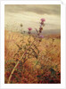Thistle in a Field, 1875 by Fidelia Bridges