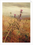 Thistle in a Field, 1875 by Fidelia Bridges