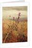Thistle in a Field, 1875 by Fidelia Bridges