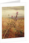Thistle in a Field, 1875 by Fidelia Bridges