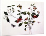 Plant Study with Butterflies and Insects, c.1800 by School Chinese