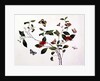 Plant Study with Butterflies and Insects, c.1800 by School Chinese