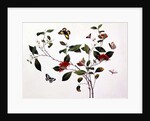 Plant Study with Butterflies and Insects, c.1800 by School Chinese