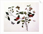 Plant Study with Butterflies and Insects, c.1800 by School Chinese