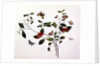 Plant Study with Butterflies and Insects, c.1800 by School Chinese