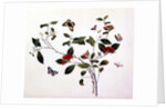 Plant Study with Butterflies and Insects, c.1800 by School Chinese