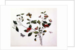 Plant Study with Butterflies and Insects, c.1800 by School Chinese