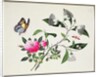 Flower Study and Insects by School Chinese