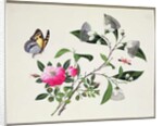 Flower Study and Insects by School Chinese