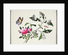 Flower Study and Insects by School Chinese