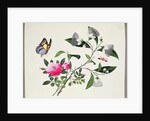 Flower Study and Insects by School Chinese