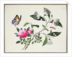 Flower Study and Insects by School Chinese