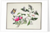 Flower Study and Insects by School Chinese