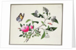 Flower Study and Insects by School Chinese