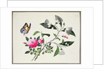 Flower Study and Insects by School Chinese