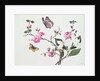 Japonica, Magnolia and Butterflies by School Chinese