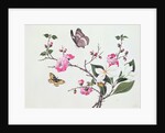 Japonica, Magnolia and Butterflies by School Chinese