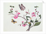 Japonica, Magnolia and Butterflies by School Chinese