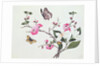 Japonica, Magnolia and Butterflies by School Chinese