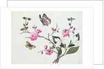Japonica, Magnolia and Butterflies by School Chinese