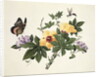 Hibiscus and Butterfly by School Chinese