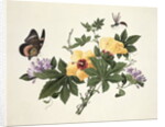 Hibiscus and Butterfly by School Chinese