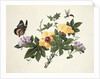 Hibiscus and Butterfly by School Chinese