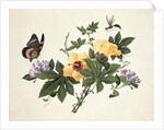 Hibiscus and Butterfly by School Chinese