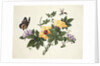 Hibiscus and Butterfly by School Chinese