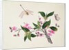 Cherry Blossom Dragonfly and Butterfly by School Chinese