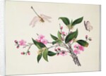 Cherry Blossom Dragonfly and Butterfly by School Chinese