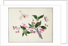 Cherry Blossom Dragonfly and Butterfly by School Chinese