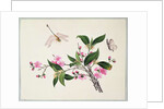 Cherry Blossom Dragonfly and Butterfly by School Chinese