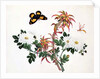 Two Stems of Amaranthus and Chrysanthemum with a Wasp and a Butterfly by School Chinese