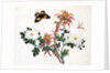Two Stems of Amaranthus and Chrysanthemum with a Wasp and a Butterfly by School Chinese