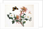 Two Stems of Amaranthus and Chrysanthemum with a Wasp and a Butterfly by School Chinese
