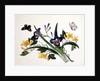 Blue Iris and Insects by School Chinese