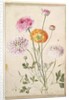 Flower Study, c.1760 by Thomas Robins