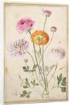 Flower Study, c.1760 by Thomas Robins