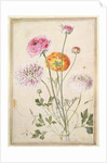 Flower Study, c.1760 by Thomas Robins