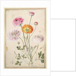 Flower Study, c.1760 by Thomas Robins