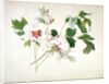 Japanese Tree Peony, 1815 by Lucy Cust