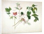 Japanese Tree Peony, 1815 by Lucy Cust