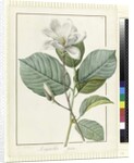 Magnolia yulan Magnolia denudata, 1812 by Pierre Joseph Redouté
